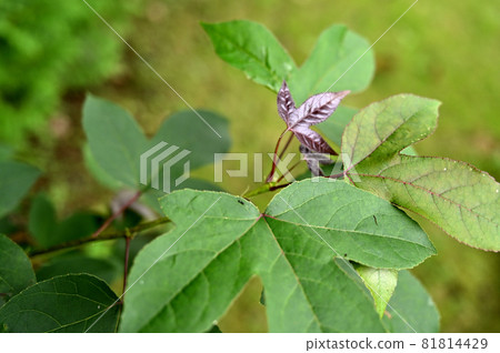 Tree: Huumansakushi Tree: Huumansakushi 81814429