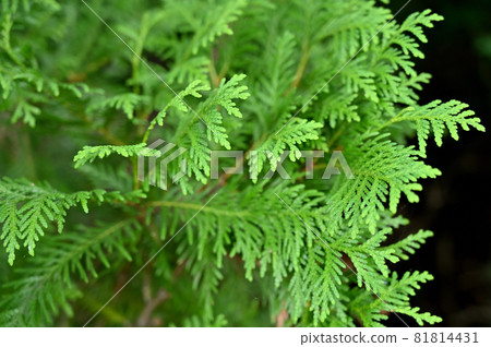 Tree: Chamaecyparis obtusa 81814431