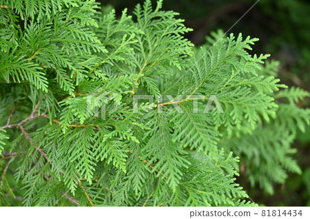 樹：Chamaecyparis obtusa 81814434