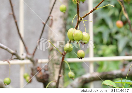 Fruit of ginkgo 81814637