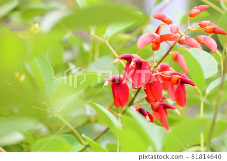 American Flower of Deigo 81814640