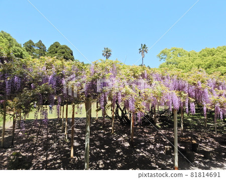 Wisteria trellis Wisteria trellis 81814691