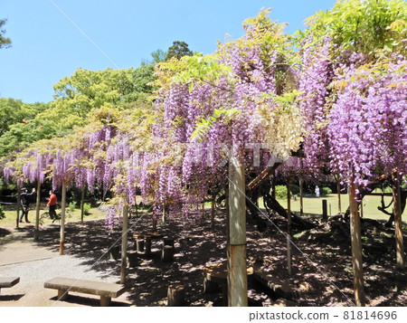 紫藤格子 81814696