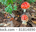 Amanita or toadstool in the autumn fores 81814890