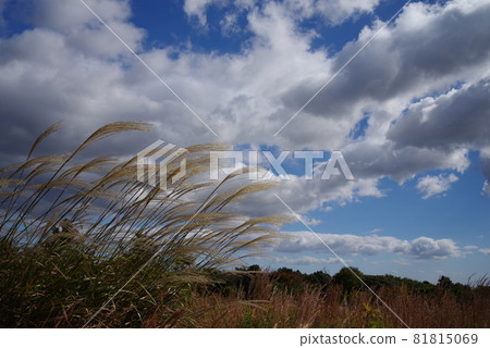 [Autumn image material] Ears of Japanese pampas grass fluttering in the autumn breeze 81815069