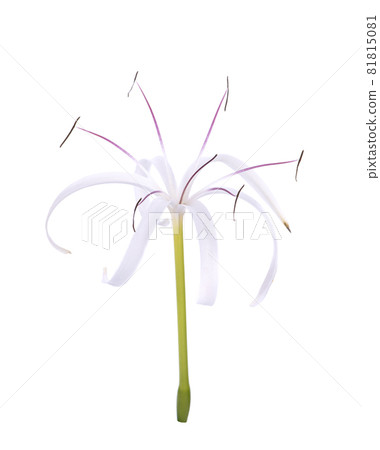 Crinum asiaticum flower isolated on white background Crinum asiaticum flower isolated on white background 81815081