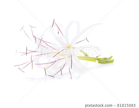 Crinum asiaticum flower isolated on white background 81815083