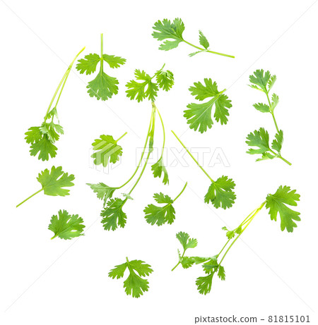 coriander leaves isolated on white background coriander leaves isolated on white background 81815101