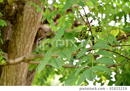 Tree: Obanokida Tangerine Tree: Obanokida Tangerine 81815219