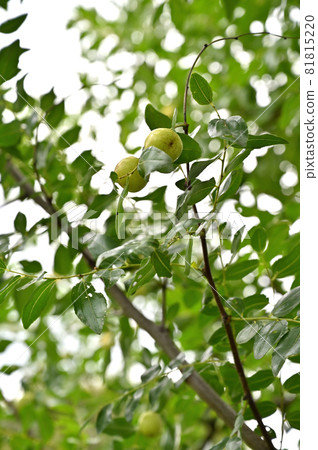 Tree: Jujube Powder 81815220