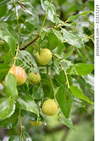 Tree: Jujube Powder 81815224