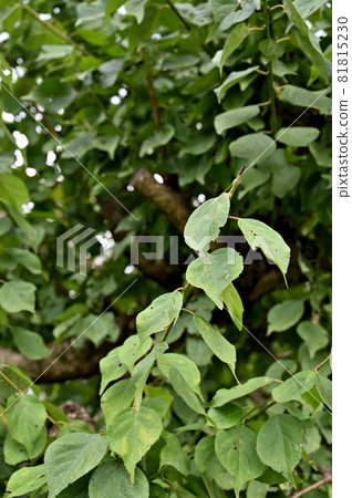 Tree: Bungome Rosaceae 81815230