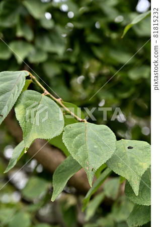 Tree: Bungome Rosaceae 81815232