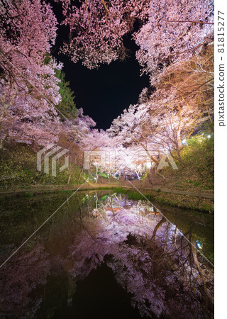 Cherry blossoms in Takato Castle Ruins Park reflected in the pond Cherry blossoms in Takato Castle Ruins Park reflected in the pond 81815277