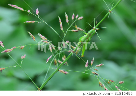 Scenery with locusts (green background) locusts in the autumn sun Scenery with locusts (green background) locusts in the autumn sun 81815495
