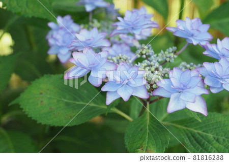 奇怪的繡球花 81816288