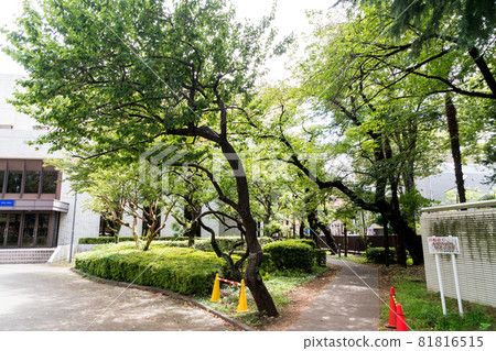 The alley at the entrance of the University of Electro-Communications, overgrown with trees, Chofu City, Tokyo 81816515