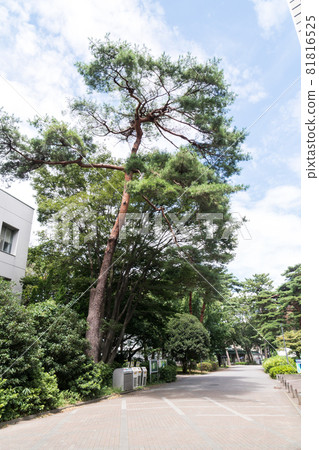 東京都調布市電氣通信大學校園、大樹和夏日藍天 81816525