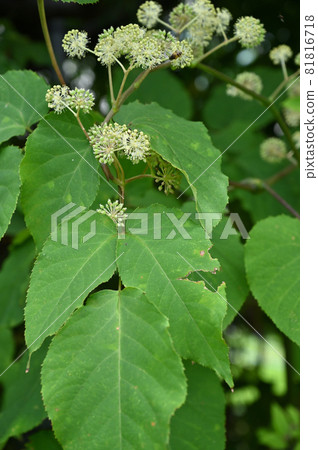 樹：學院 81816718