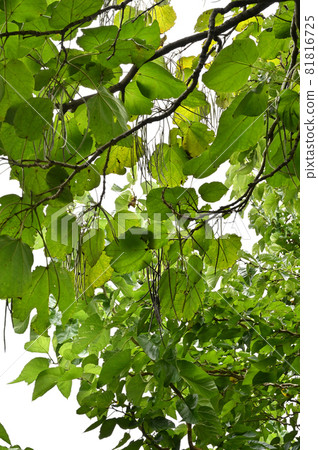 Tree: Catalpa ovata, Bignonias family Tree: Catalpa ovata, Bignonias family 81816725