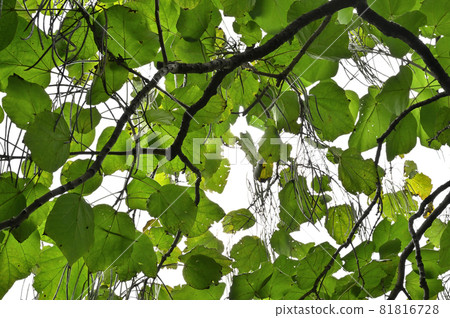 Tree: Catalpa ovata, Bignonias family 81816728