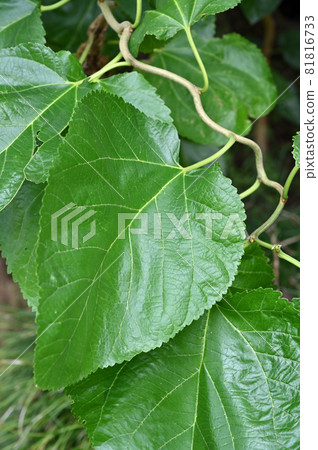 Tree Morus alba Morus alba 81816733
