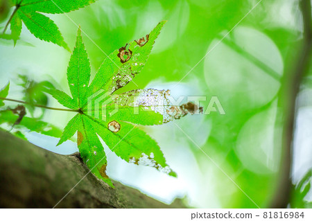 Damaged green maple Damaged green maple 81816984