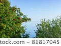 Rowan (Mountain Ash) and Willow by the Lake under the Blue Sky 81817045