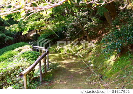 A walking path invited by sunlight through the trees 81817991