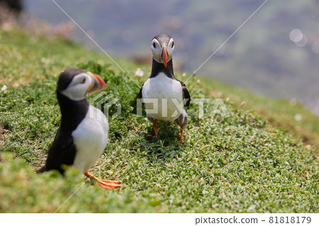 puffin standing on a rock cliff . fratercula arctica 81818179