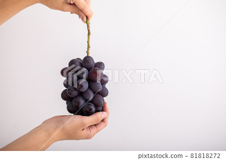 Autumn taste, grapes, high-class grapes, fruits, seasonal fruits 81818272