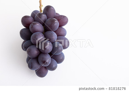Autumn taste, grapes, high-class grapes, fruits, seasonal fruits Autumn taste, grapes, high-class grapes, fruits, seasonal fruits 81818276