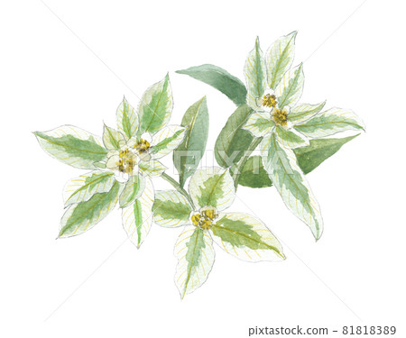 Hatsuyukisou first snow grass 81818389