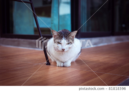 Cat scottish fold white color and eye lazy sitting at home,Cute little animal 81818396