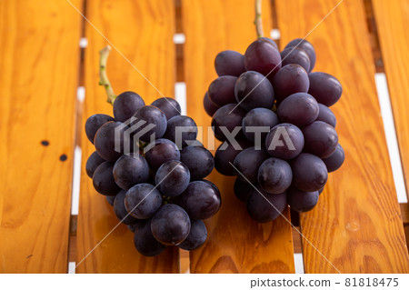 Autumn taste Japanese fruits grapes Fresh fruits Luxury grapes Autumn taste Japanese fruits grapes Fresh fruits Luxury grapes 81818475