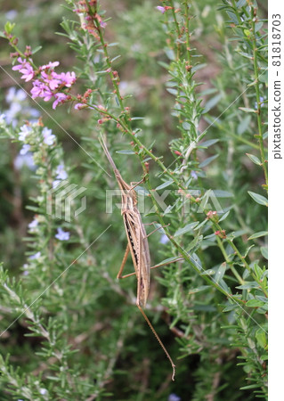 Brown grasshopper Brown grasshopper 81818703