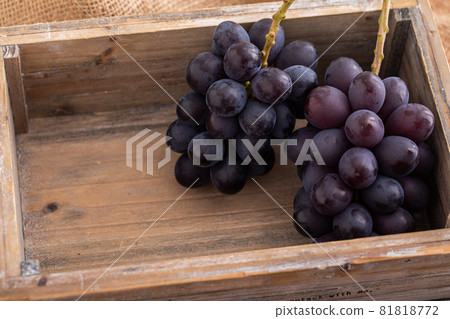 秋季品嚐日本水果葡萄 新鮮水果 高檔葡萄 秋季品嚐日本水果葡萄 新鮮水果 高檔葡萄 81818772