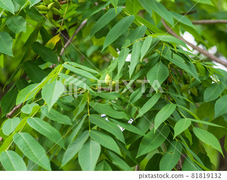 Branch with fresh green leaves of Juglans mandshurica, Manchurian walnut. Branch with fresh green leaves of Juglans mandshurica, Manchurian walnut. 81819132