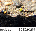 Little green bug sitting on the ground. Macro photography 81819199