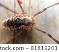 Daddy long legs spider sitting on the wooden floor 81819201