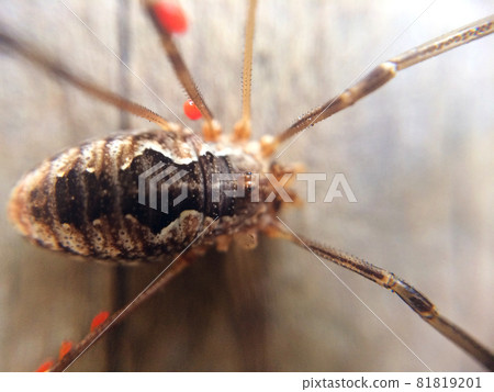 Daddy long legs spider sitting on the wooden floor Daddy long legs spider sitting on the wooden floor 81819201