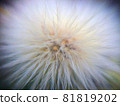 Background with white dandelion. Fluffy flower macro photo 81819202