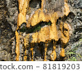 Background with yellow mold on the mountain or rock 81819203