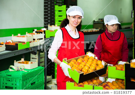 Women calibrating harvested apricots 81819377