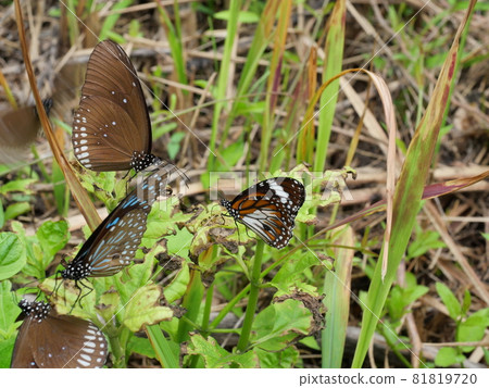 The Black Veined Tiger  with Long-branded Blue Crow and Pale Blue Tiger Butterfly  on green leaf of tree plant, Many white spots with brown with blue and black striped on wing of Tropical insect 81819720