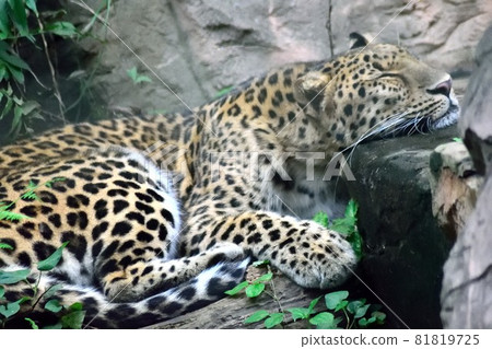 Sleeping rose up Sleeping rose up 81819725