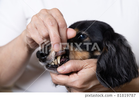 Dachshund, a pet dog whose dental health is checked 81819787