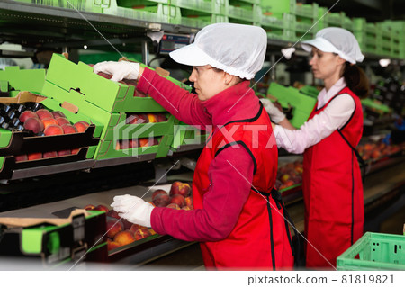 Focused woman working on fruit sorting line at warehouse, checking quality of nectarines 81819821