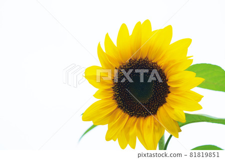  向日葵花 81819851