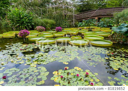 滋賀縣草津市 水生植物園 水之森水上花園 花影之池 81819852